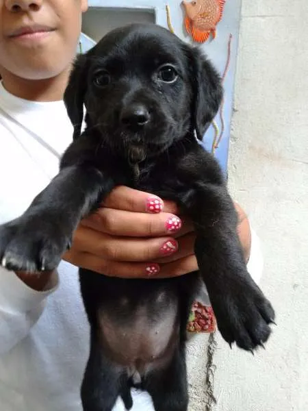 Cachorro ra a vira lata idade 2 a 6 meses nome Sem nome