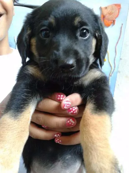 Cachorro ra a vira lata idade 2 a 6 meses nome Sem nome