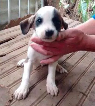 Cachorro ra a SRD idade 2 a 6 meses nome O filhote mais fofo