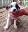 O filhote mais fofo