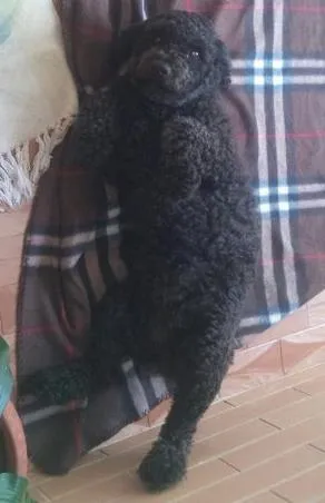 Cachorro ra a poodle idade 3 anos nome sem nome