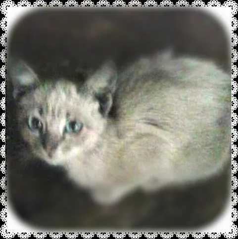 Gato ra a srd idade 2 a 6 meses nome Amor felino