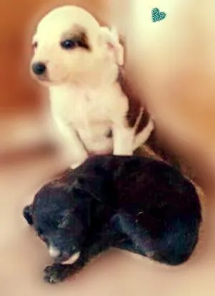 Cachorro ra a SRD idade Abaixo de 2 meses nome Raio de Sol