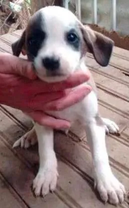 Cachorro raça SRD idade 2 a 6 meses nome O filhote mais fofo