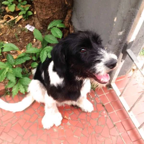 Cachorro ra a SRD idade 1 ano nome Dog