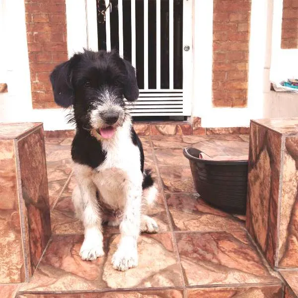 Cachorro ra a SRD idade 1 ano nome Dog