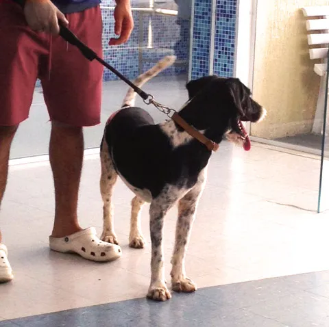 Cachorro ra a SRD idade 1 ano nome Dog