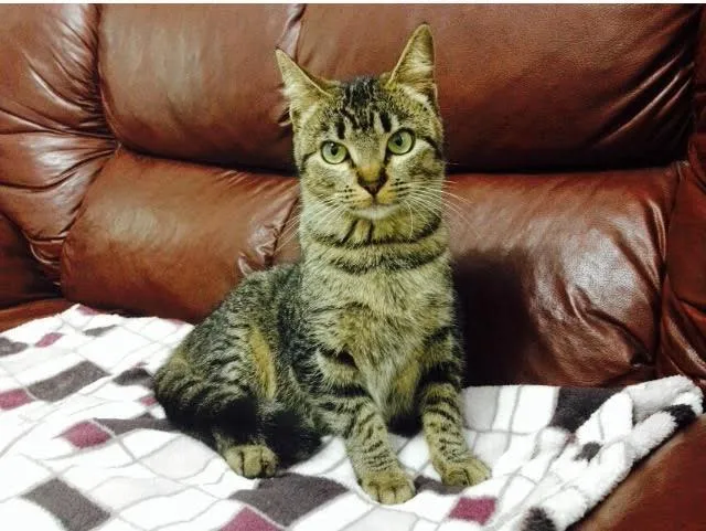 Gato ra a SRD idade 7 a 11 meses nome Rosinha