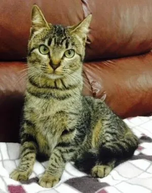 Gato raça SRD idade 7 a 11 meses nome Rosinha