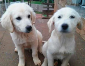 Cachorro raça srd idade 2 a 6 meses nome Urso