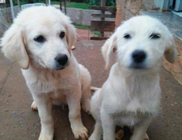 Cachorro ra a srd idade 2 a 6 meses nome Urso