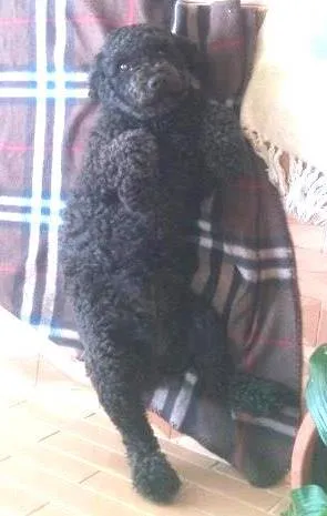 Cachorro raça poodle idade 3 anos nome sem nome