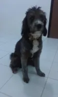 Cachorro raça Poodle idade 2 a 6 meses nome Benjamin
