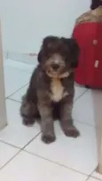 Cachorro raça Poodle idade 2 a 6 meses nome Benjamin