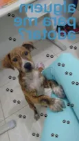 Tigrinho