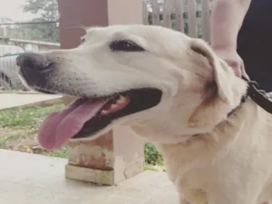 Cachorro raça Labrador idade 6 ou mais anos nome Marley