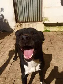 Cachorro ra a Pit-Bull idade 2 anos nome ATILA