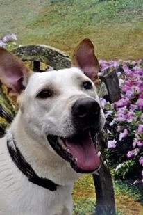 Cachorro ra a SRD idade 2 anos nome LALAU