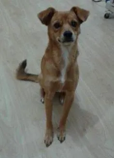 Cachorro ra a  idade 1 ano nome Tita