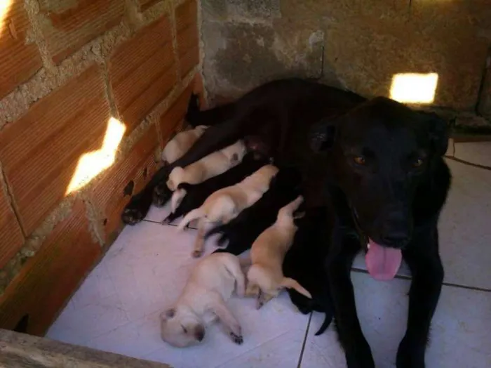 Cachorro ra a SRD idade Abaixo de 2 meses nome Pérola