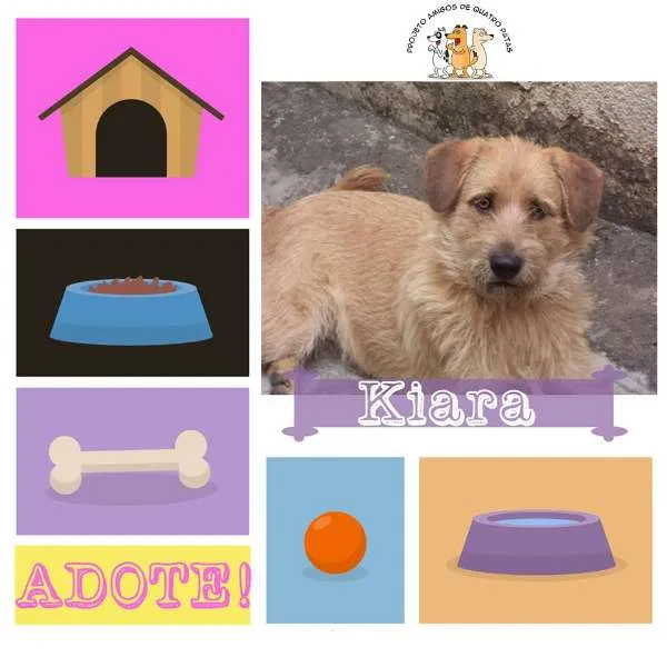 Cachorro raça SRD idade 3 anos nome Kiara