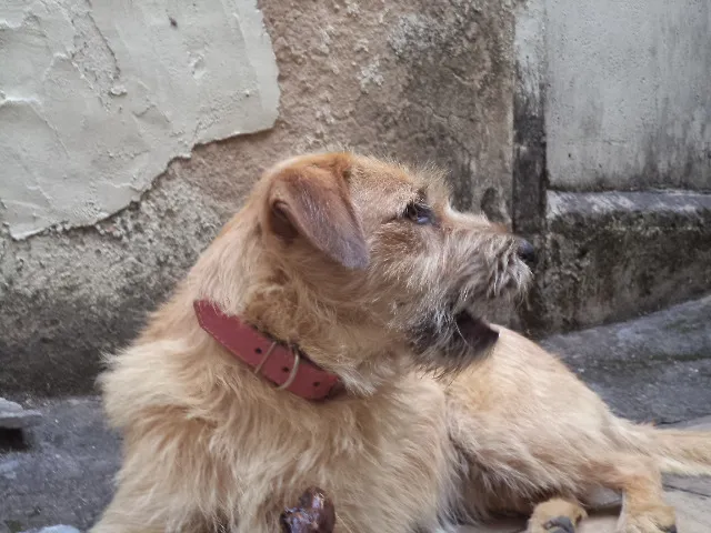 Cachorro raça SRD idade 3 anos nome Kiara