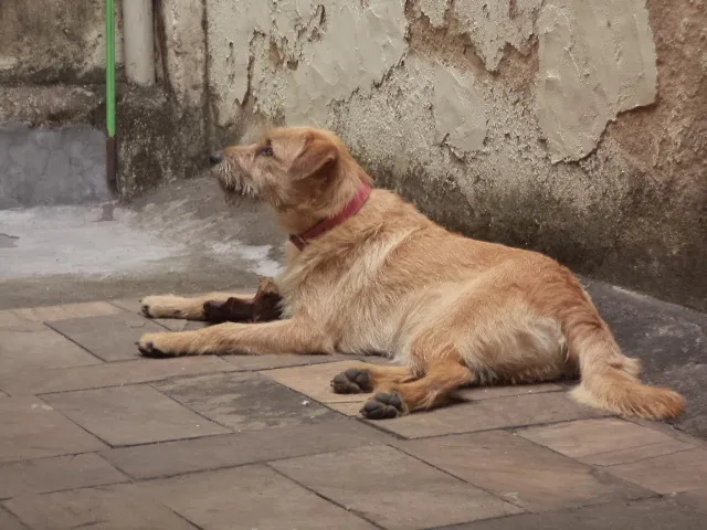 Cachorro raça SRD idade 3 anos nome Kiara
