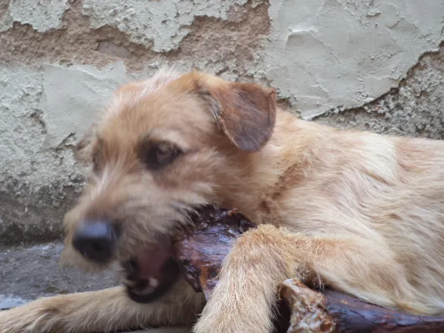 Cachorro raça SRD idade 3 anos nome Kiara