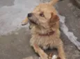 Kiara