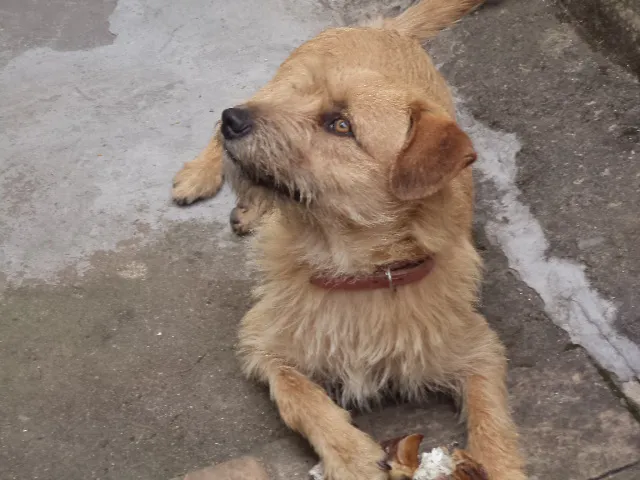 Cachorro raça SRD idade 3 anos nome Kiara