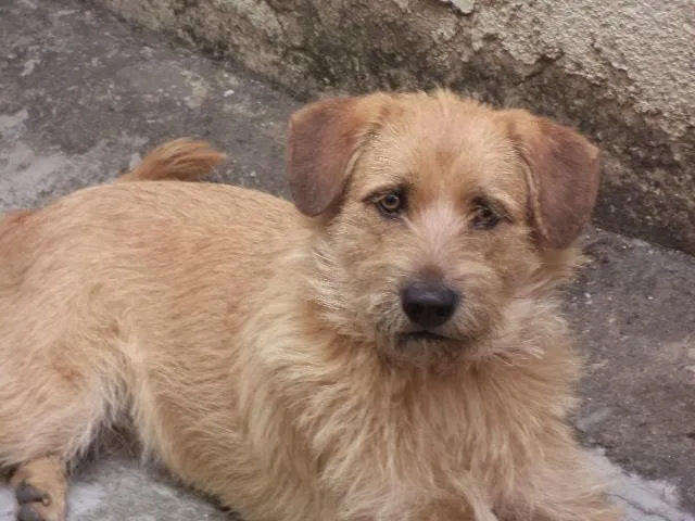 Cachorro raça SRD idade 3 anos nome Kiara