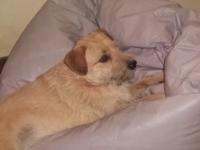 Cachorro raça SRD idade 3 anos nome Kiara