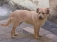Kiara