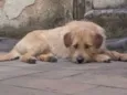 Kiara
