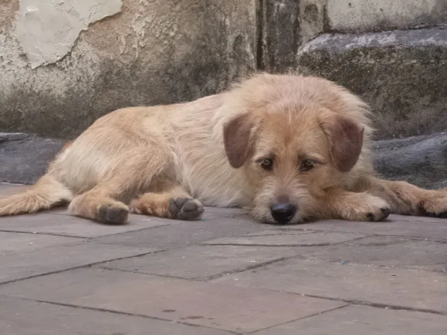 Cachorro raça SRD idade 3 anos nome Kiara