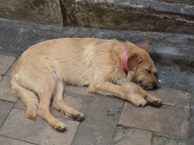Cachorro raça SRD idade 3 anos nome Kiara