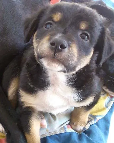 Cachorro ra a SRD idade Abaixo de 2 meses nome Ainda sem Nome