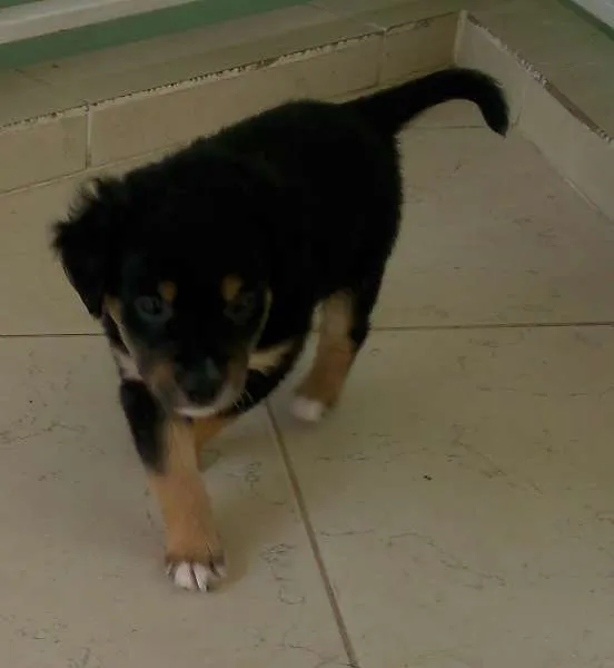 Cachorro ra a SRD idade Abaixo de 2 meses nome Ainda sem Nome