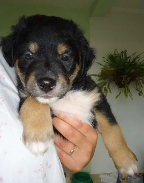 Cachorro ra a SRD idade Abaixo de 2 meses nome Ainda sem Nome