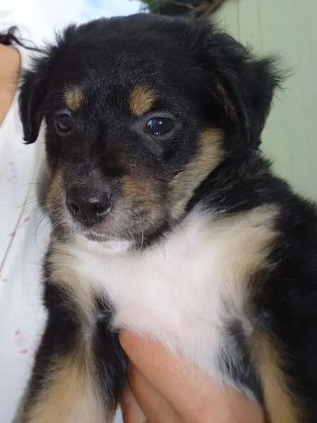 Cachorro ra a SRD idade Abaixo de 2 meses nome Ainda sem Nome