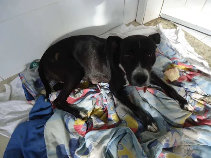 Cachorro ra a SRD idade 1 ano nome Biju