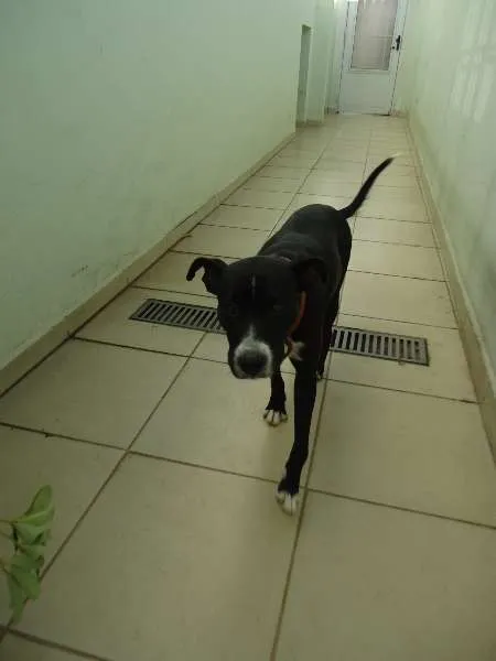 Cachorro ra a SRD idade 1 ano nome Biju