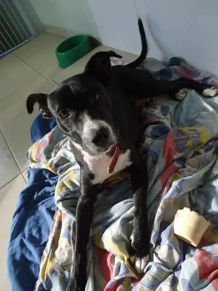 Cachorro ra a SRD idade 1 ano nome Biju