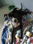 Biju