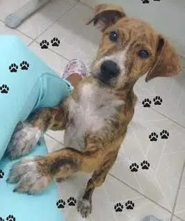 Cachorro raça SRD idade 2 a 6 meses nome Tigrinho