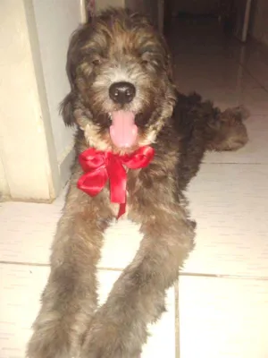 Cachorro raça Poodle idade 2 a 6 meses nome Benjamin
