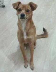 Cachorro ra a  idade 1 ano nome Tita