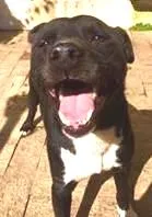 Cachorro raça Pit-Bull idade 2 anos nome ATILA