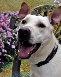 Cachorro raça SRD idade 2 anos nome LALAU