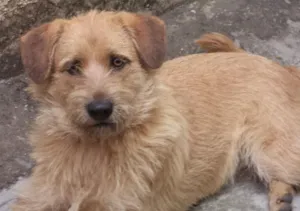 Cachorro raça SRD idade 3 anos nome Kiara